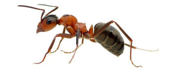 ant pest control