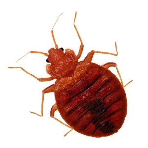 bed bug killers Rapid Professional Service