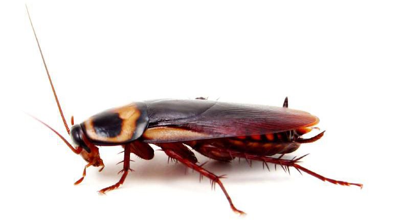 Hadham Cross cockroach control