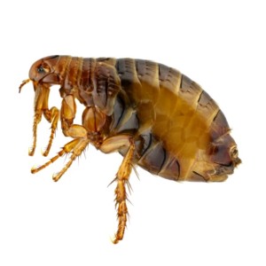 silverfish control highly recommended