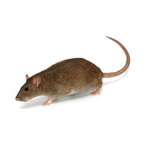 rodent exterminator