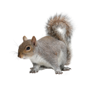 pest cleanup services Clapgate