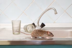 Closeup young rat prowls on the sink at kitchen on background of two faceted glasses. Fight with rodents in the apartment..