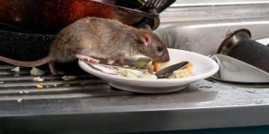 rat control london