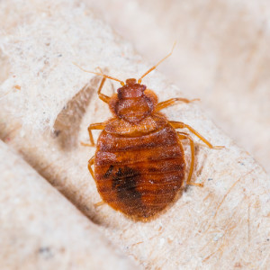 bedroom Pest Control