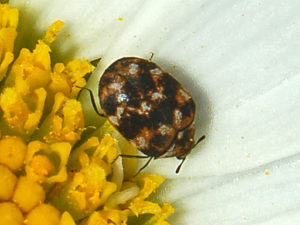 carpet beetle