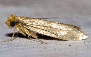 carpet moths