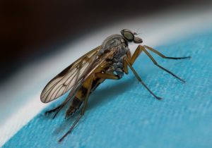 fly in a hertfordshire restaurant