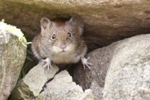 Pest Control London