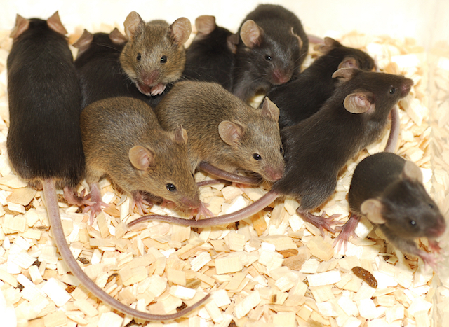 mice breed fast