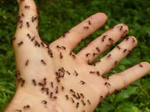 Ant Control by Pest Exterminator Essex