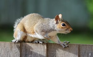 Squirrel Control by Pest Exterminators Essex