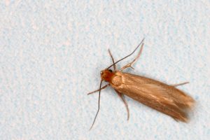 clothing moth