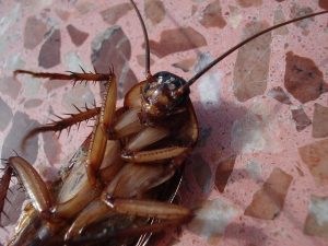 cockroaches pesticide resistant