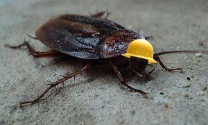 hardy pest