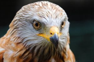 hawks for pigeon scaring