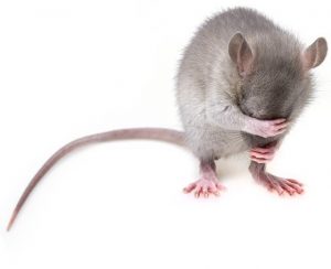 mice cause problems