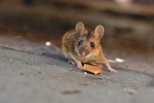 mice in the house