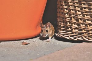 mouse by basket
