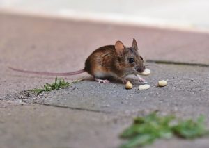 mouse eating
