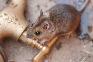 mouse on a tap