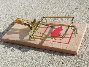 mouse trap laying