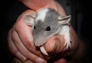 pet rat hands