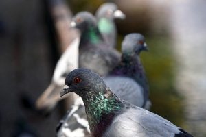 pigeon scaring devices
