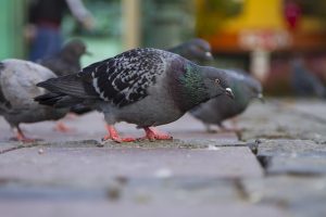 pigeons on street