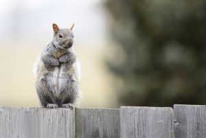 rodent proofing services