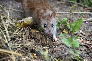 types of rats