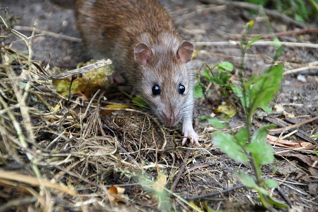 Types Of Rat In The UK And Where They Live - Pest Exterminators Herts