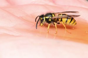 wasp in herts garden
