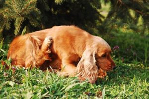dog scratching fleas