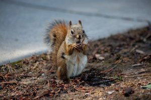 hibernating squirrel