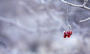 pest control in winter