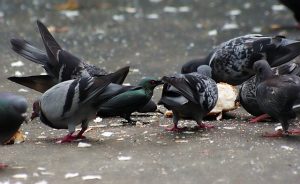 pigeons eating