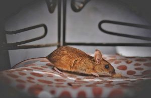 mouse in a house