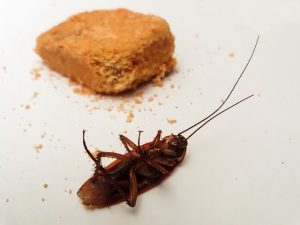 dead cockroach