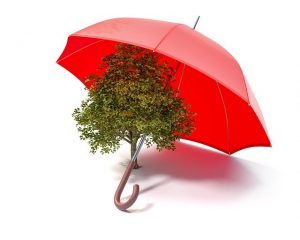 eco friendly pest control methods