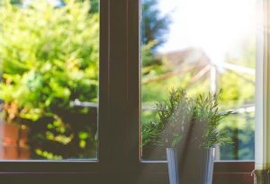 garden through window