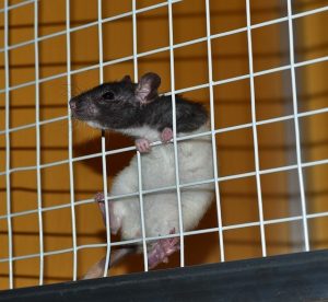 humane rat trap