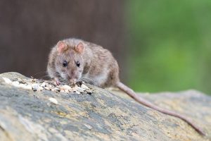 seeds attracting rats