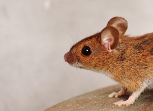 mice landlords responsibility