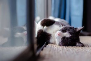 safe for pets