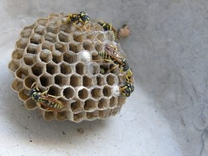 DIY wasp nest removal