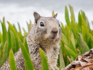 how to deter squirrels
