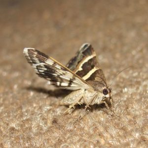 moth damage prevention