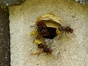 wasps in wall