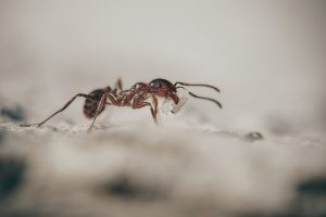 ant carrying